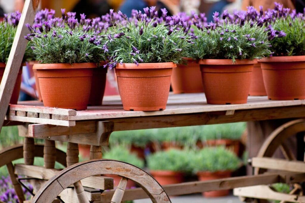 Lavendel Planten