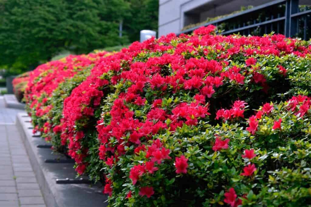 bloemen en struiken