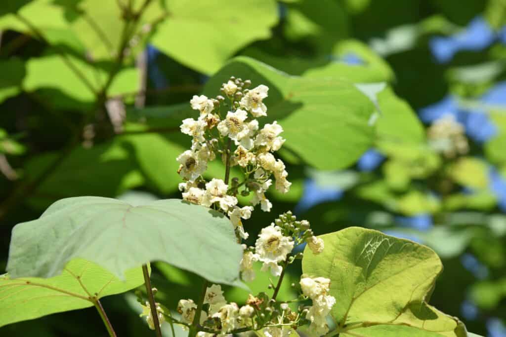 catalpa bignonioides nana