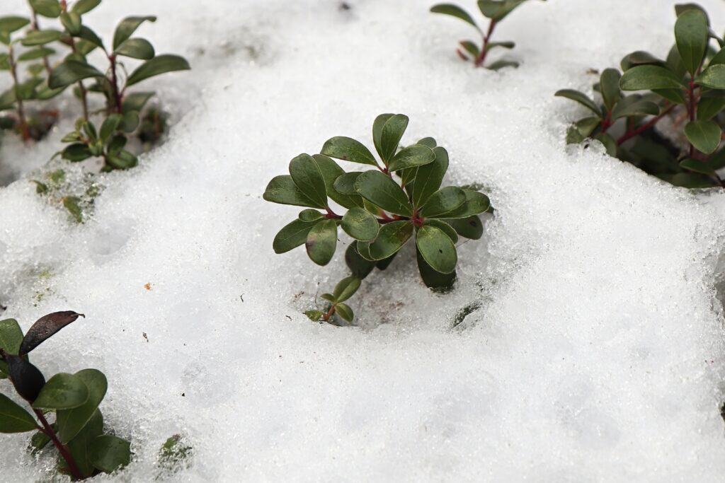 groenblijvende planten