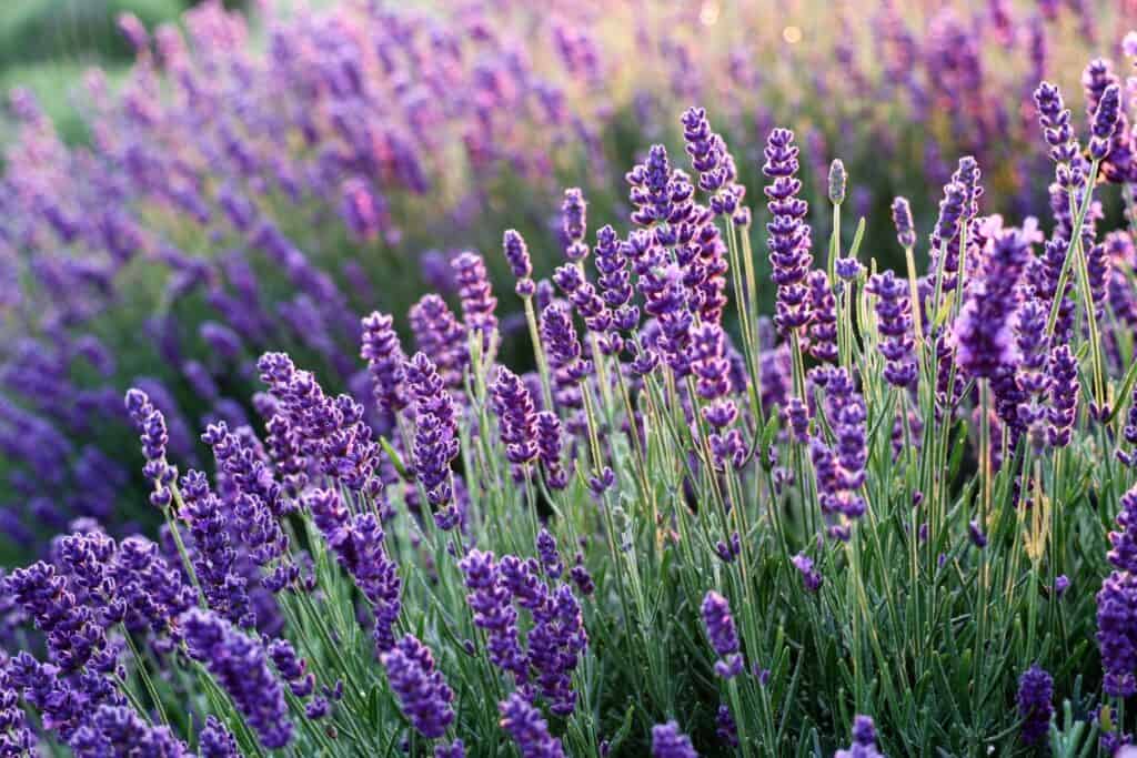 hoeveel lavendel per m2