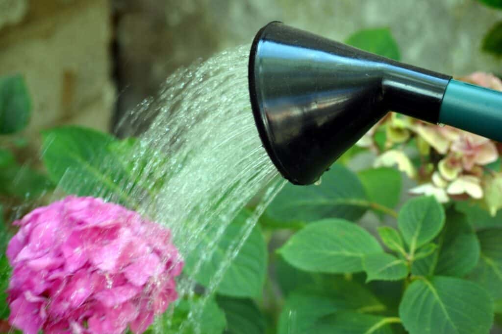 hortensia water geven