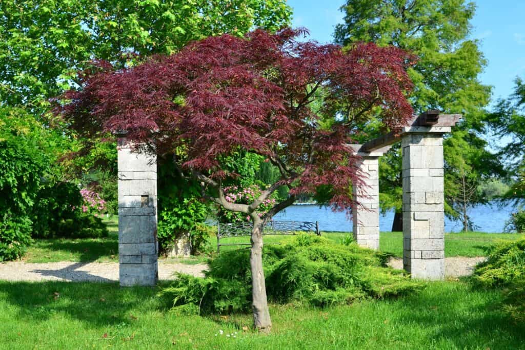 japanse esdoorn rood