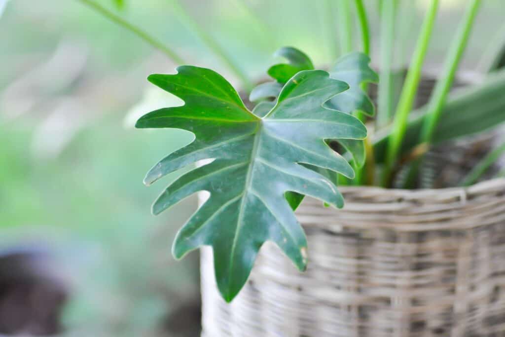 plant xanadu philodendron