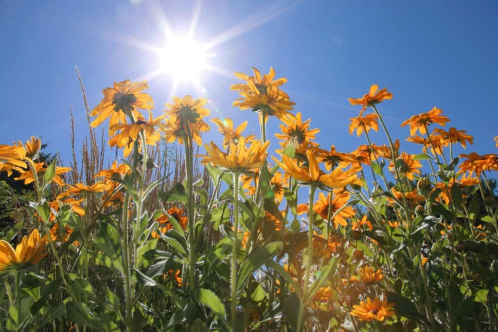 planten voor in de zon