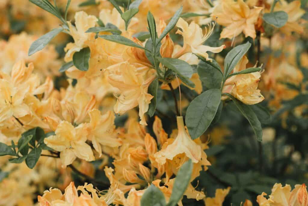 rhododendrons gele bladeren