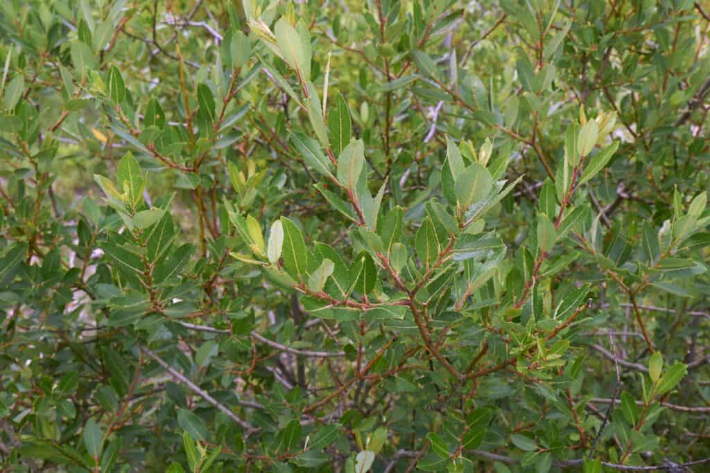 salix caprea kilmarnock