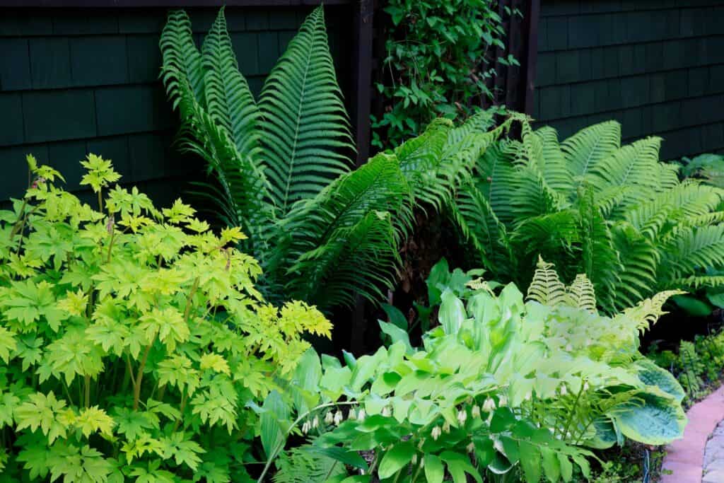 vaste planten schaduw