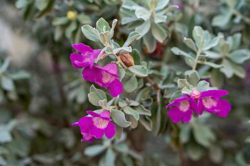 vaste winterharde planten