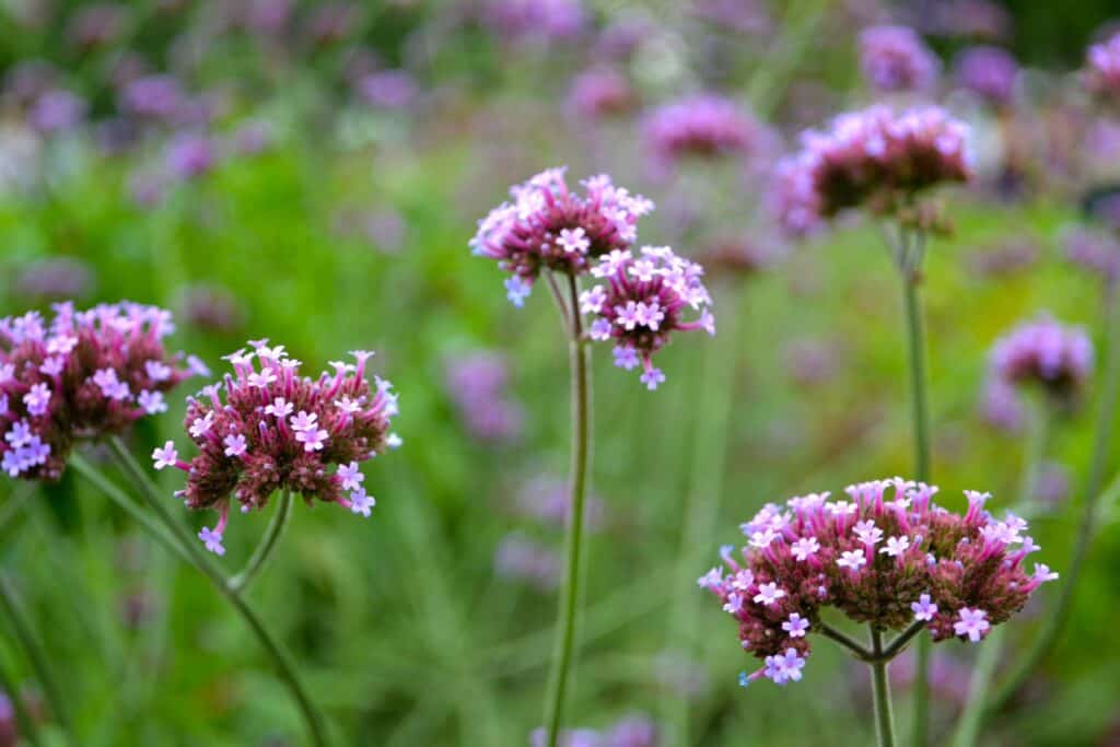 verbena bonariensis flower