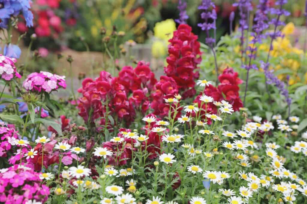 voorjaarsbloeiers vaste planten