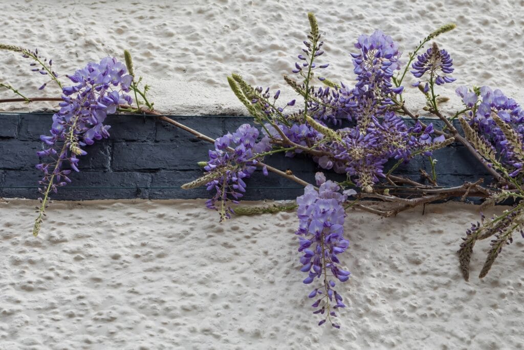 wisteria sinensis plant