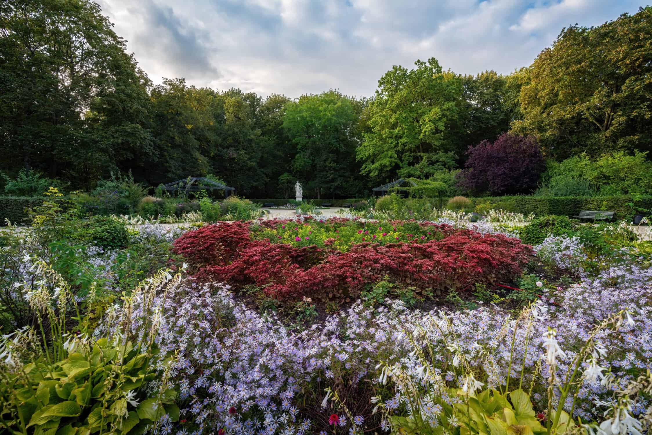 Tuinplant met grote bladeren en witte bloemen