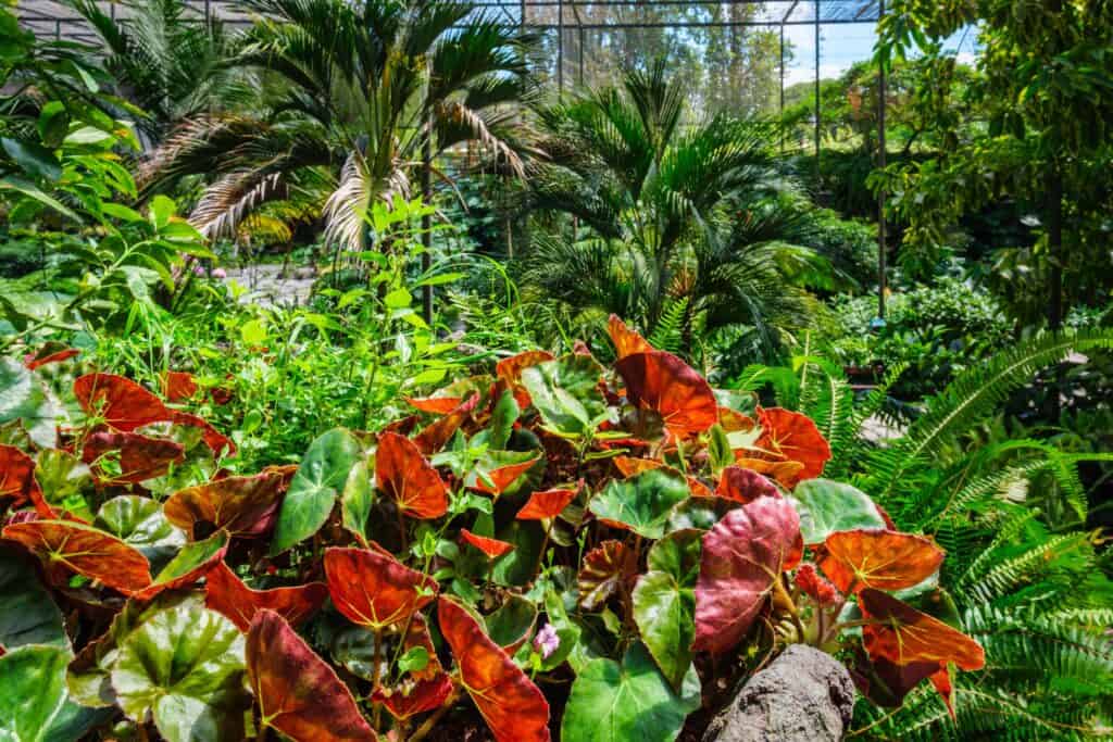 Wat is de gemakkelijkste tuin om te onderhouden?