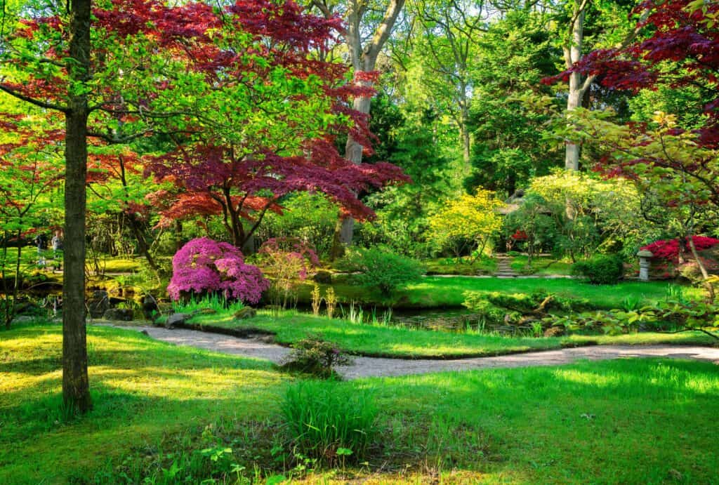 Wat is een mooie boom voor in de voortuin?