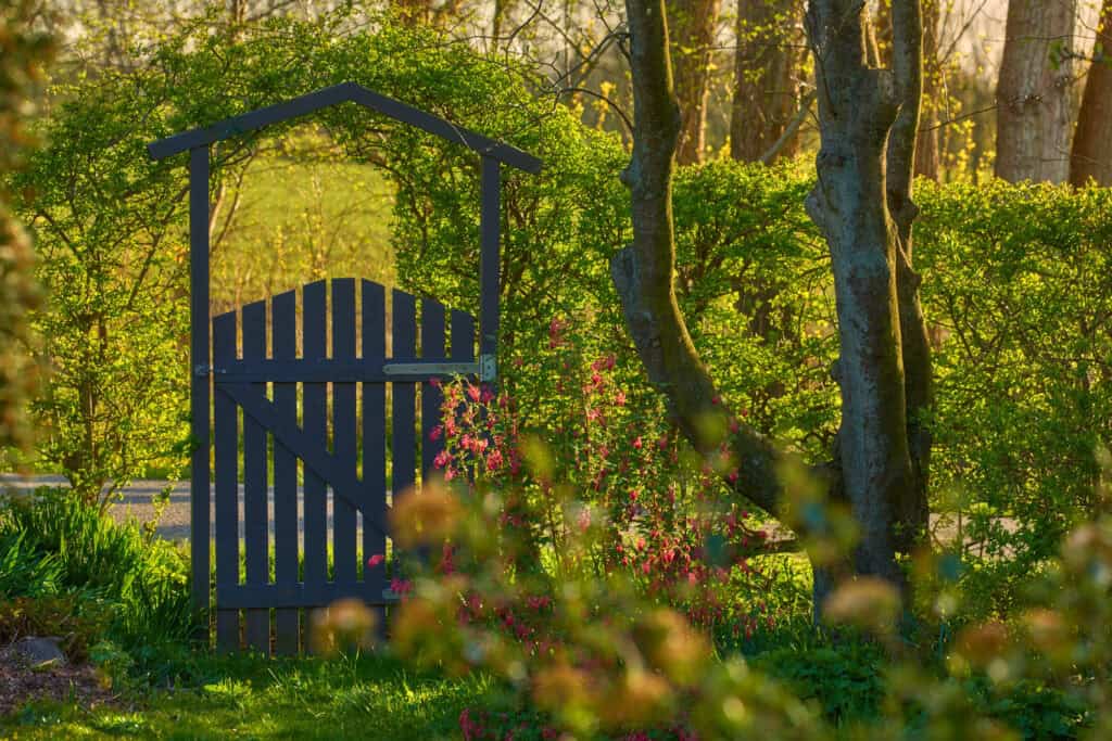 Zuilboom kleine tuin