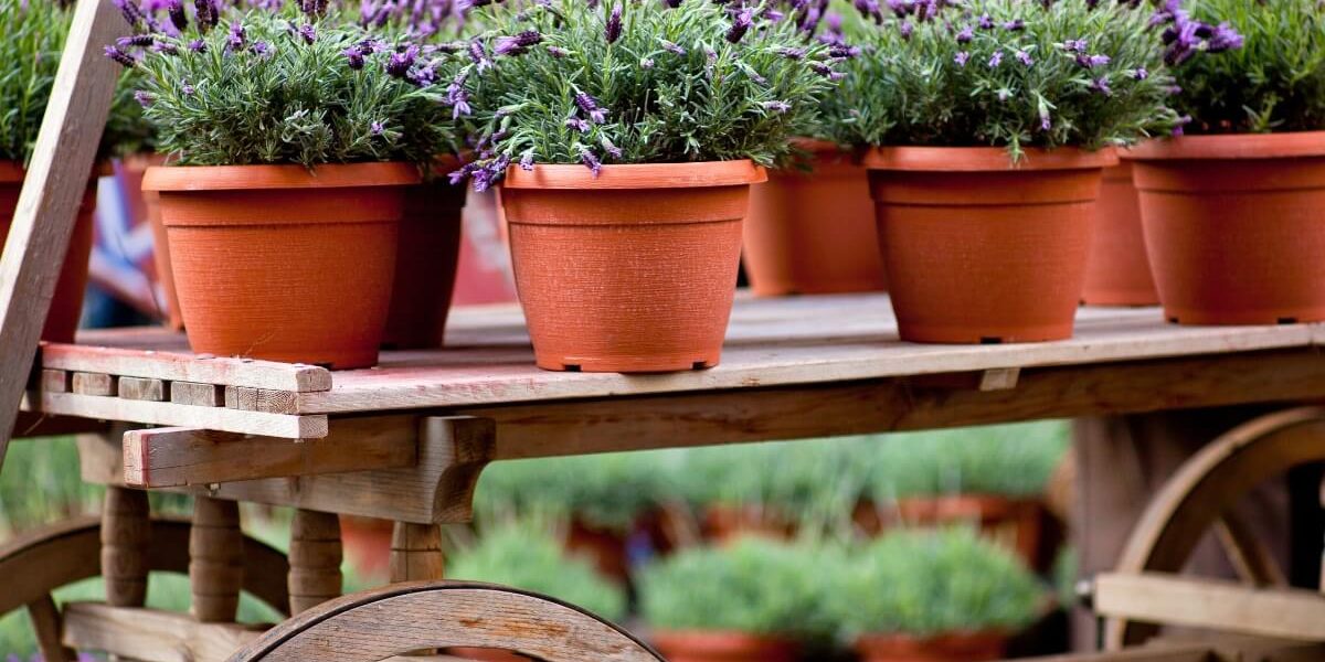 Lavendel Planten