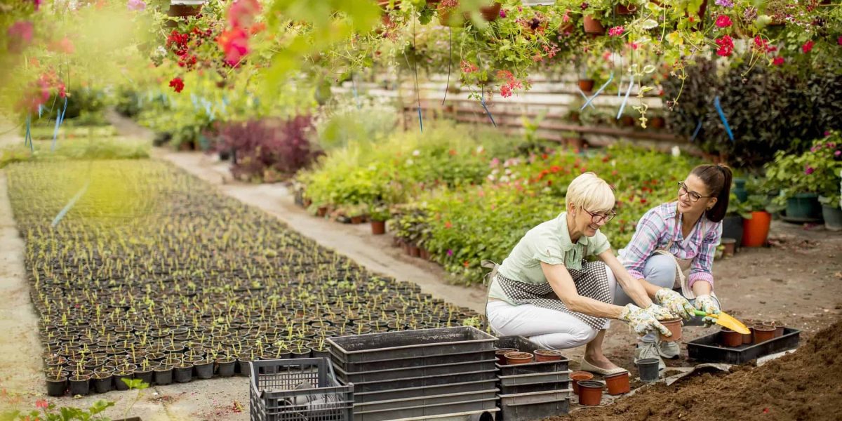 Tuin met siergras en grind