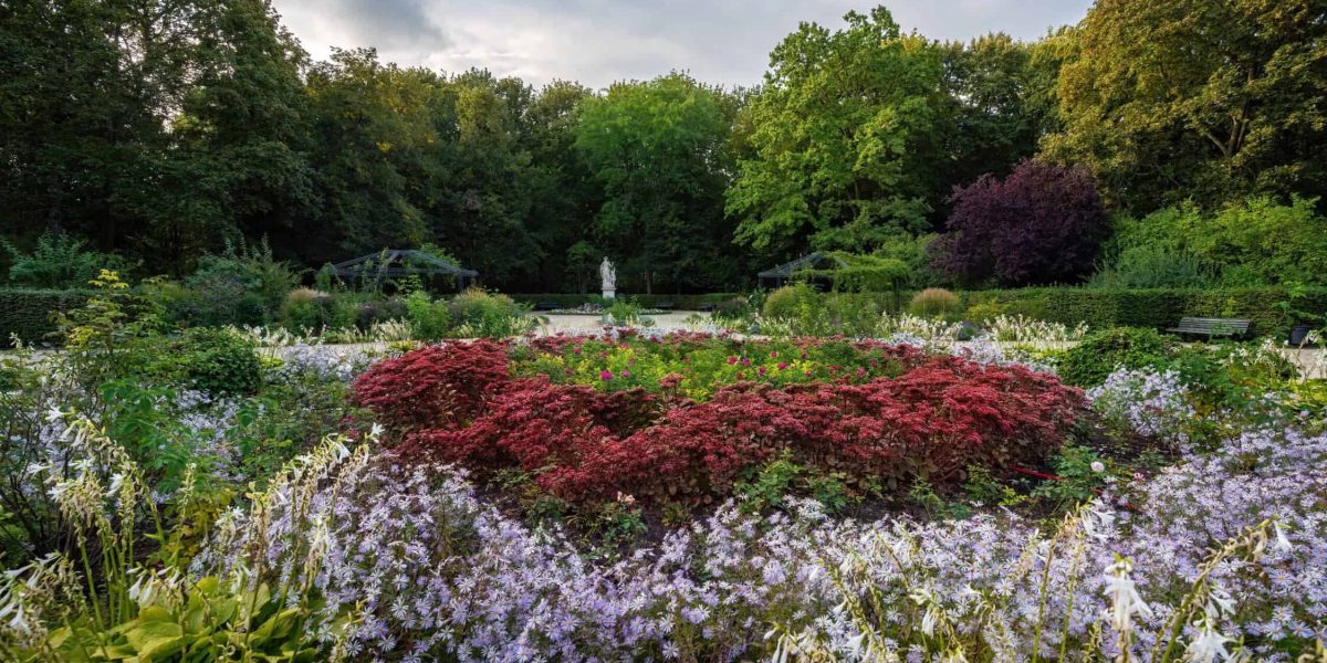 Tuinplant met grote bladeren en witte bloemen