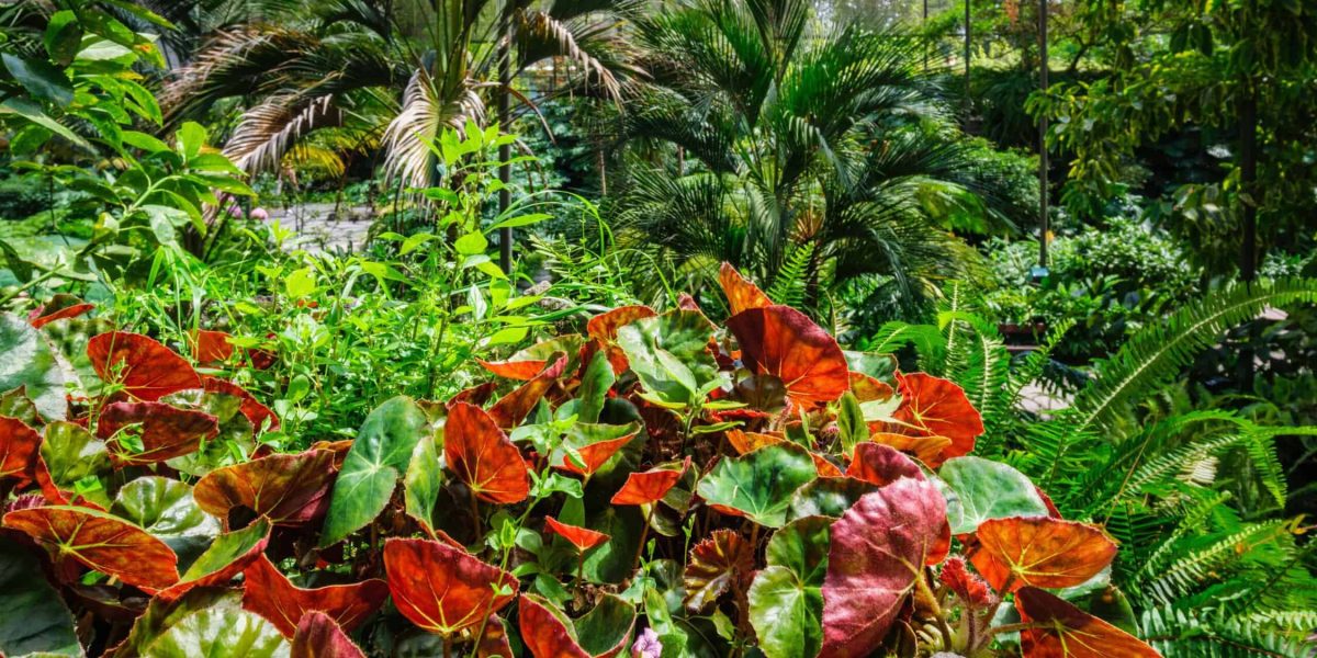 Wat is de gemakkelijkste tuin om te onderhouden?