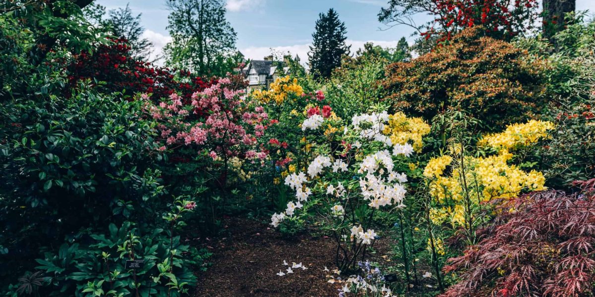 Welke bloemen in kleine tuin?