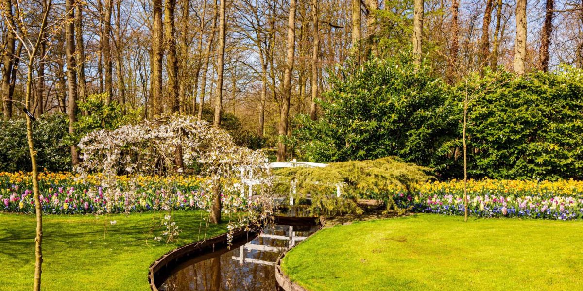 Welke planten in een kleine tuin?