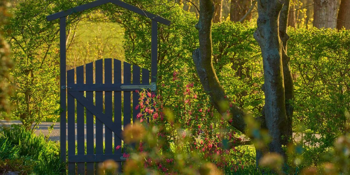 Zuilboom kleine tuin