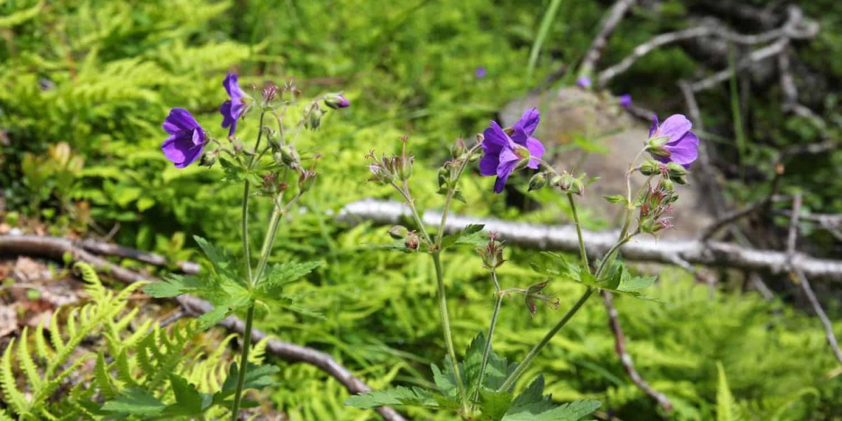 bloeiende klimplanten winterhard