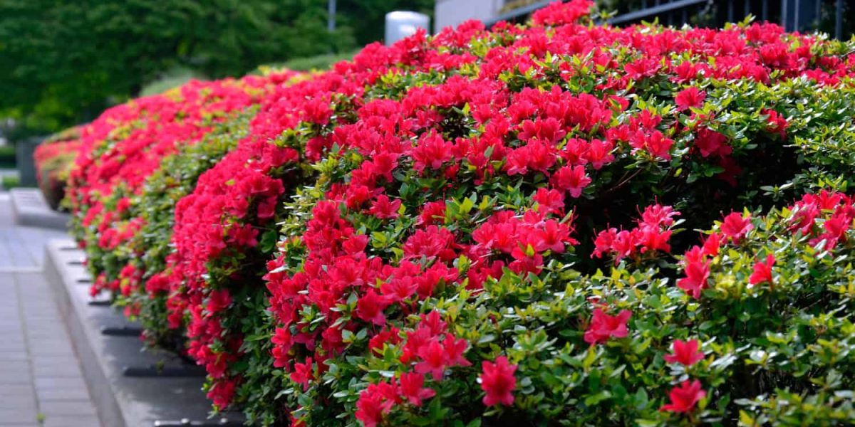 bloemen en struiken