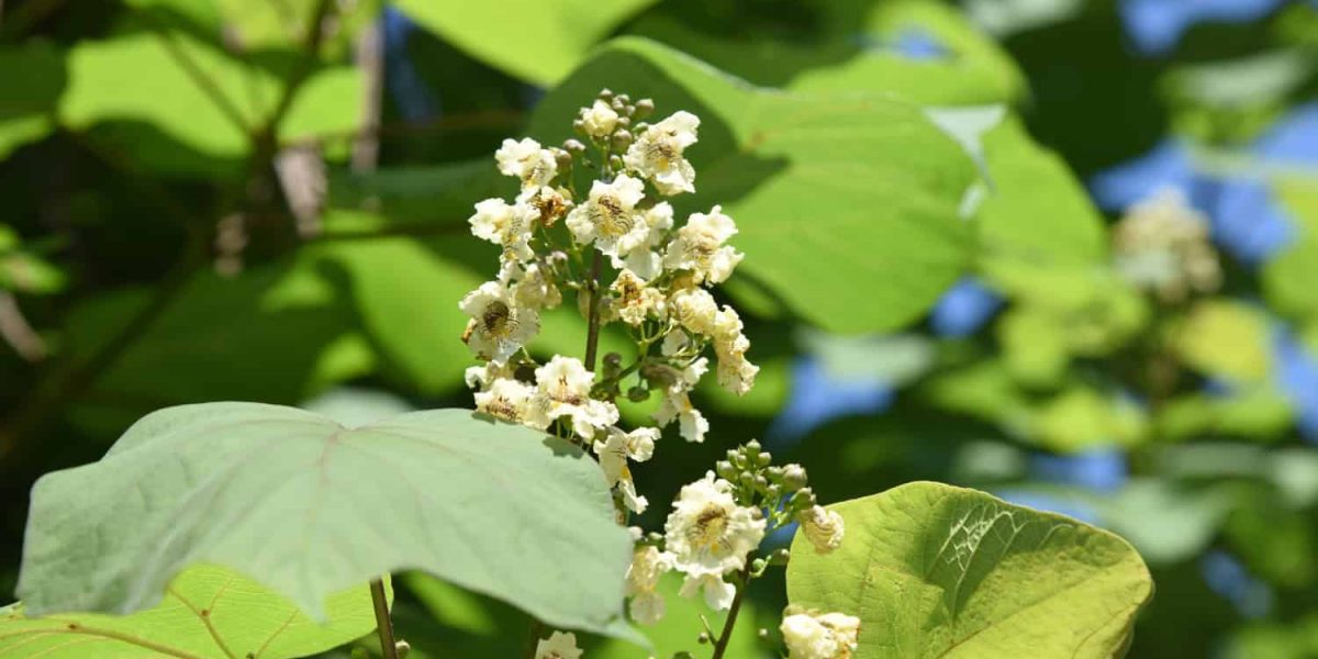 catalpa bignonioides nana