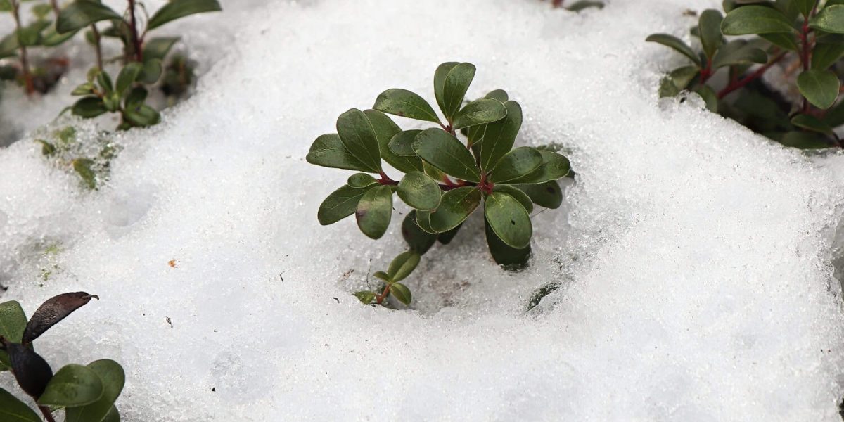 groenblijvende planten