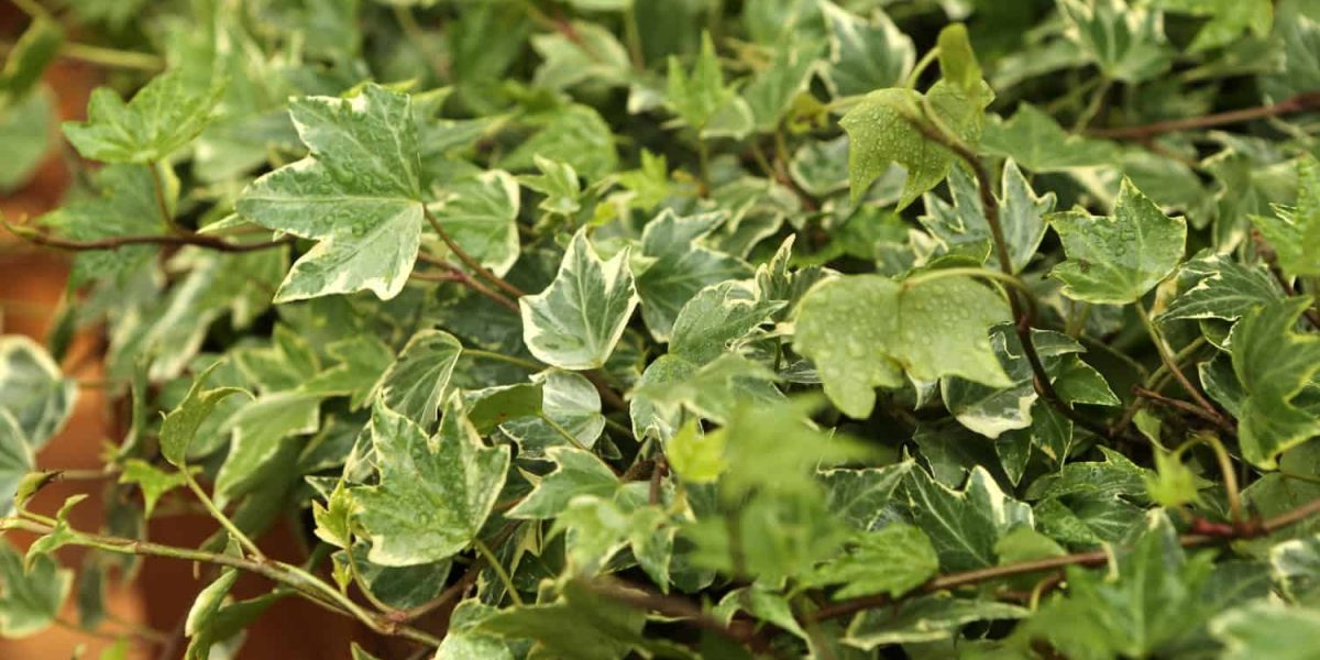 hedera wordt geel en kaal