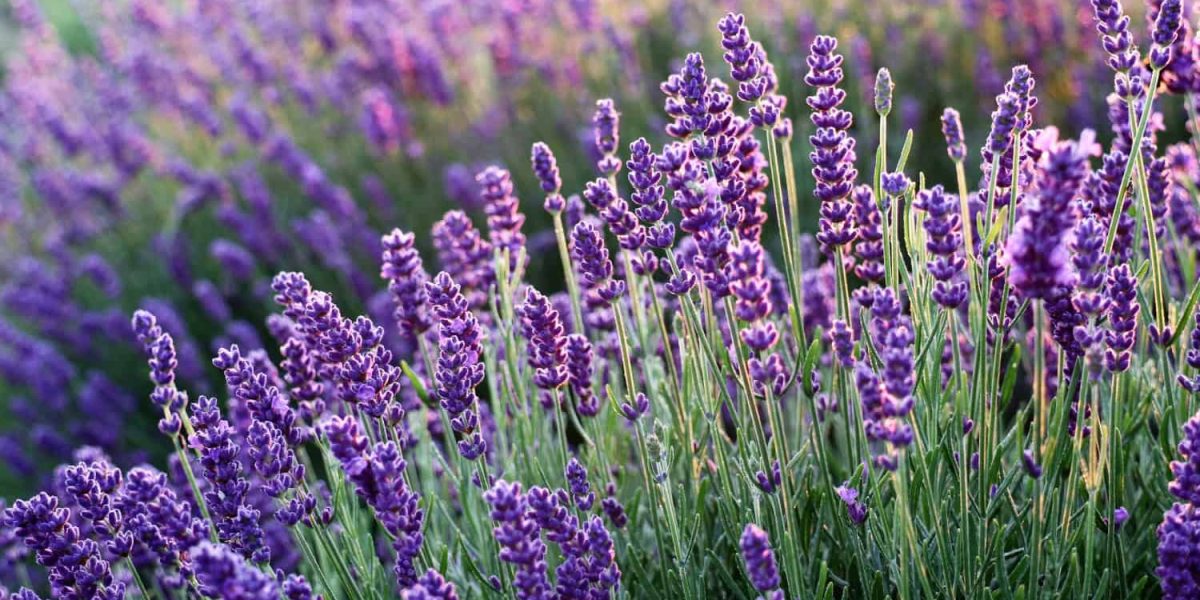 hoeveel lavendel per m2