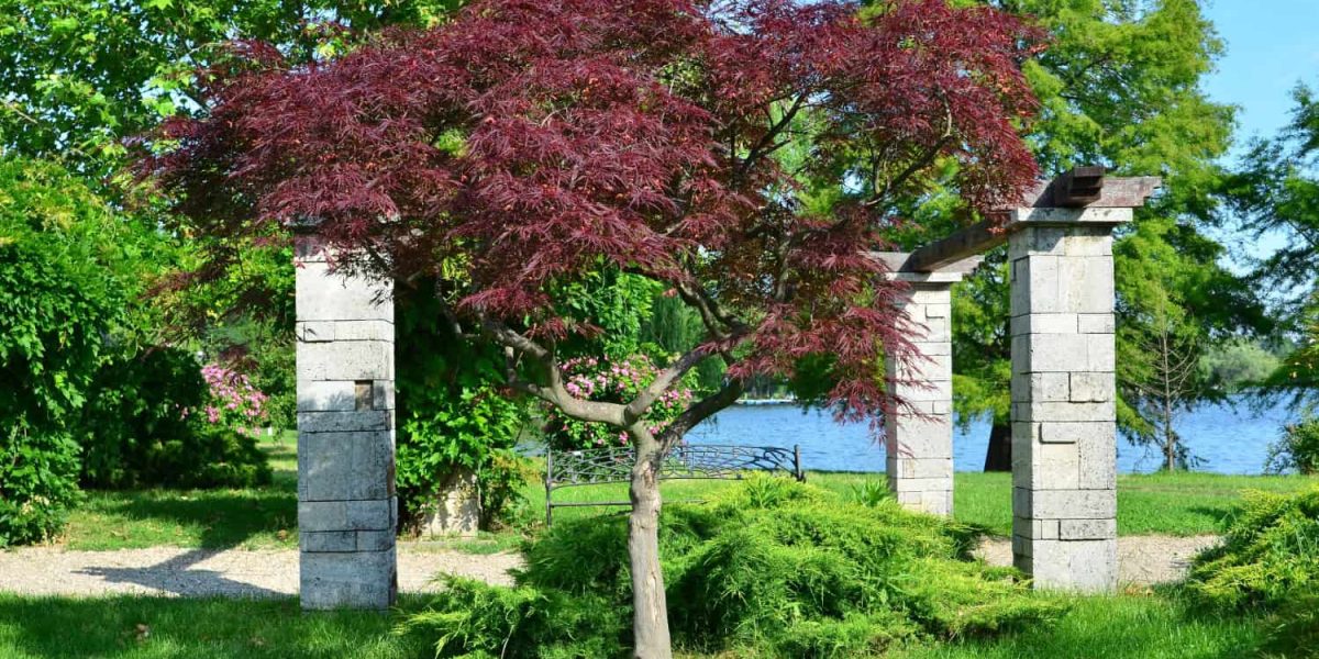 japanse esdoorn rood