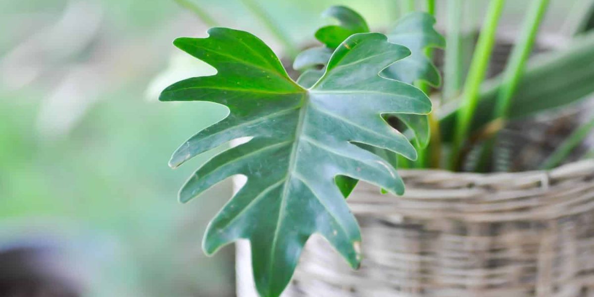 plant xanadu philodendron