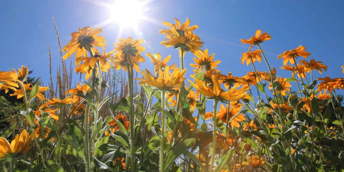 planten voor in de zon