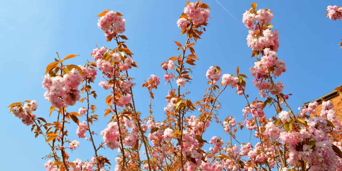 prunus serr kanzan