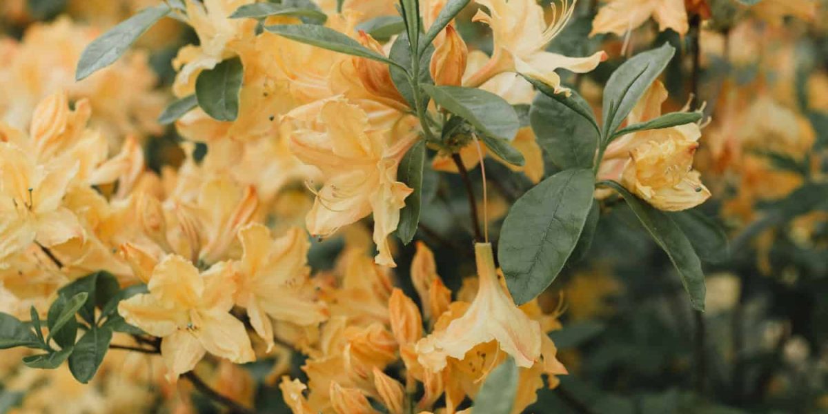 rhododendrons gele bladeren