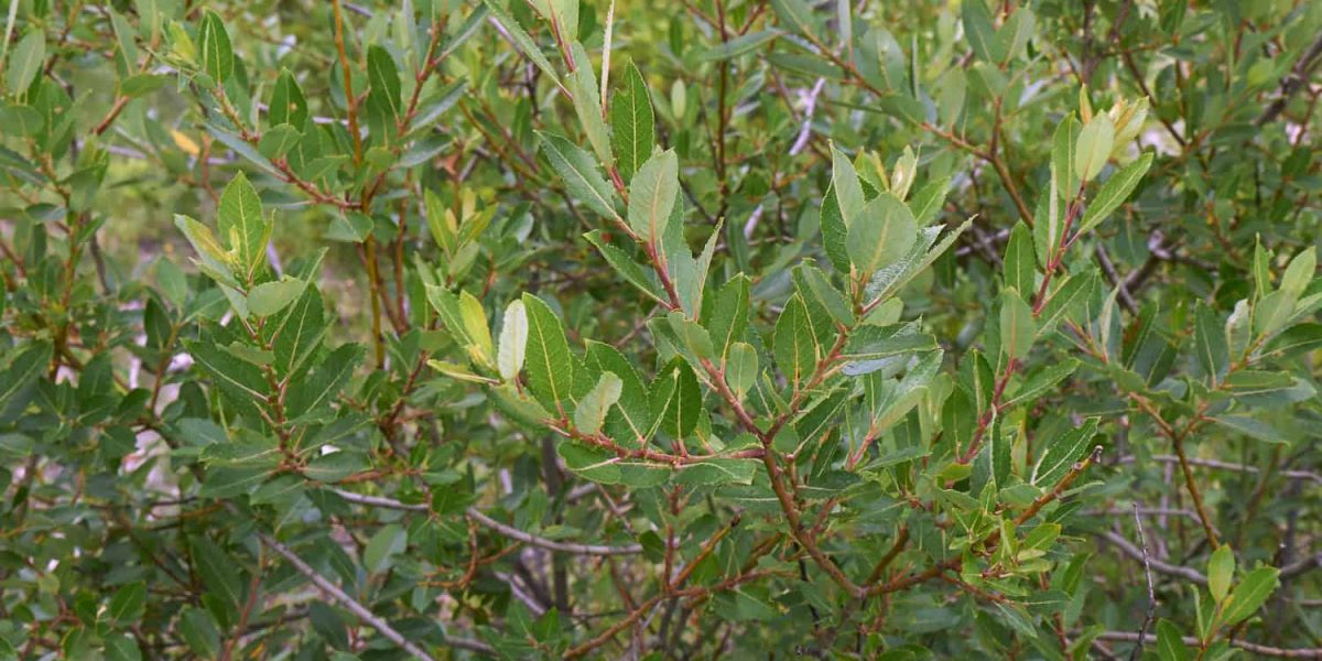 salix caprea kilmarnock