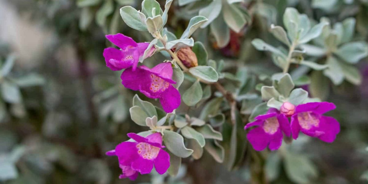 vaste winterharde planten