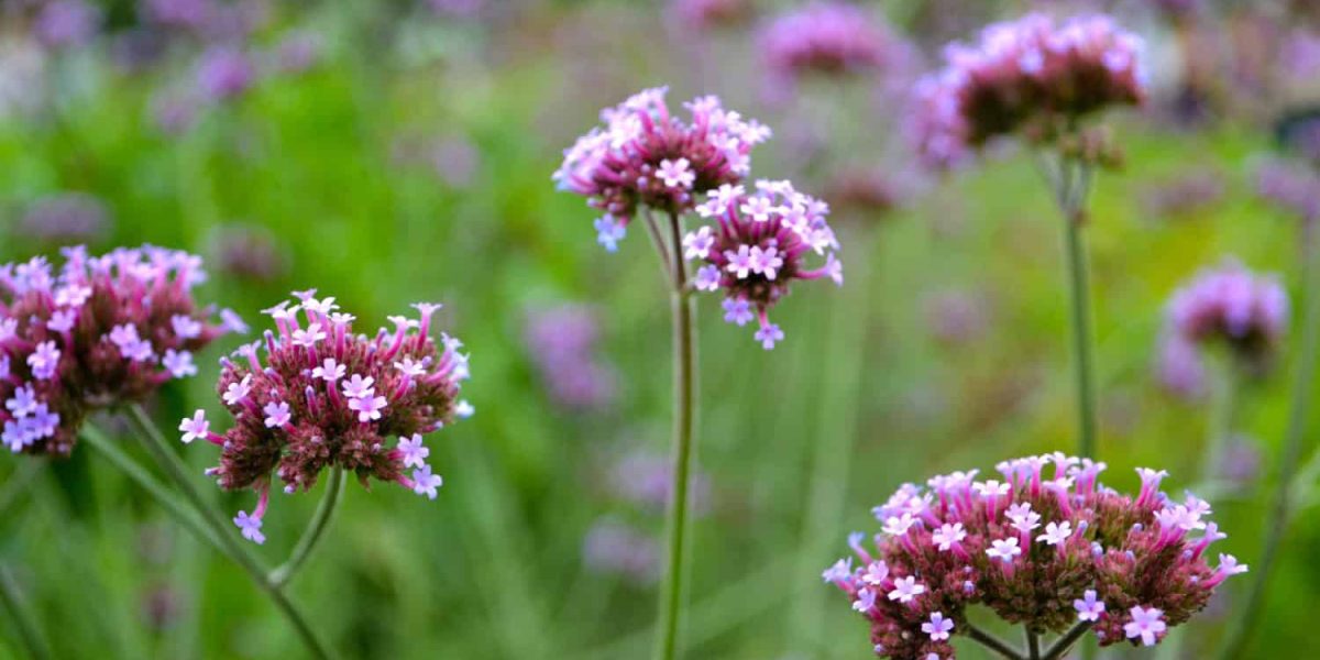 verbena bonariensis flower