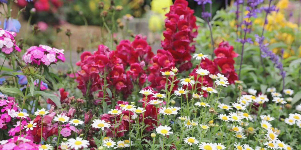 voorjaarsbloeiers vaste planten