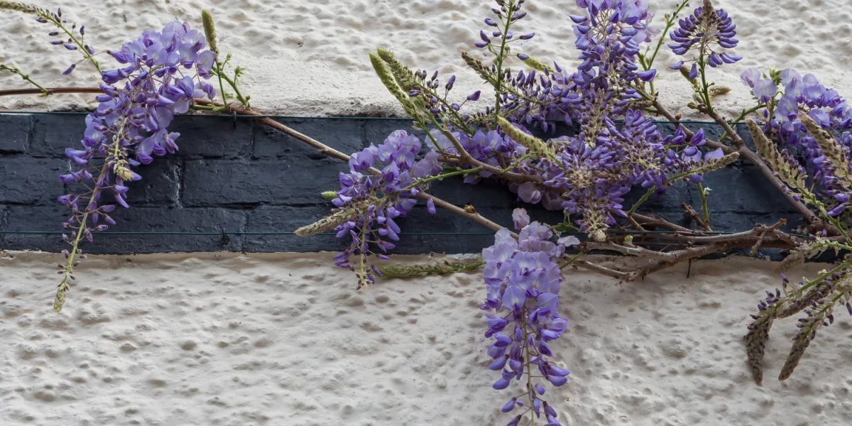 wisteria sinensis plant